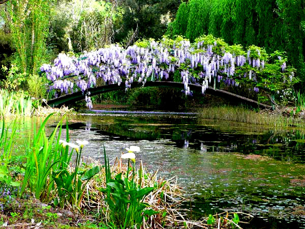 Monet Bridge