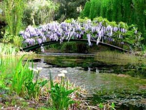 Monet Bridge in spring 2001