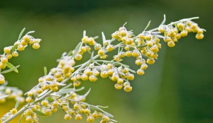 Artemisia-flower